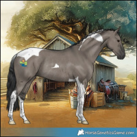 Horse Color:Grullo Tobiano Rabicano