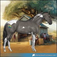 Horse Color:Grullo Tobiano Rabicano 