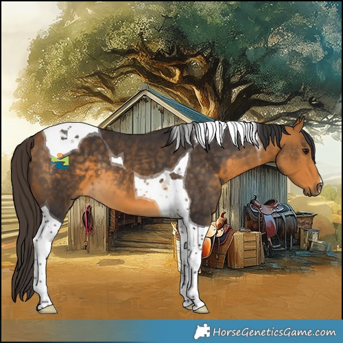 Horse Color:Buckskin Tobiano 