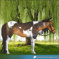 Horse Color:Buckskin Tobiano