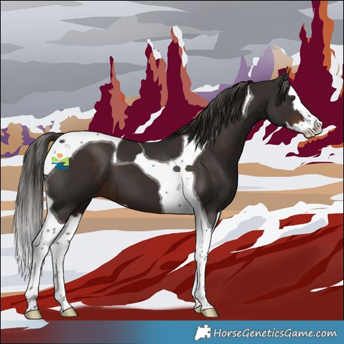 Horse Color:Liver Chestnut Splash Tobiano 