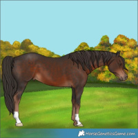 Horse Color:Liver Chestnut 