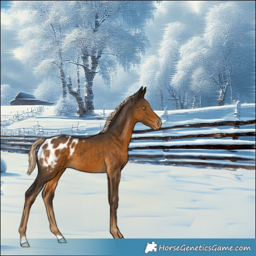 Horse Color:Chocolate Palomino Appaloosa 
