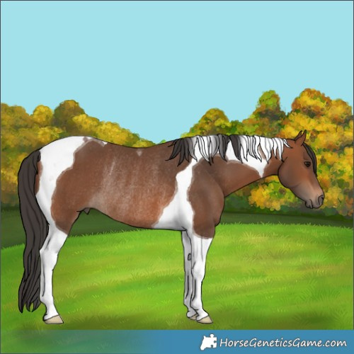Horse Color:Bay Tobiano Rabicano 