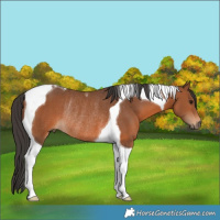 Horse Color:Bay Tobiano Rabicano 