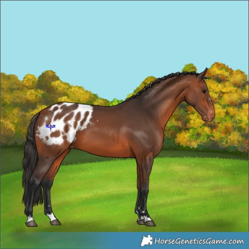 Horse Color:Bay Appaloosa 