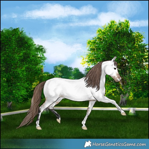 Horse Color:Bay Dun Appaloosa 