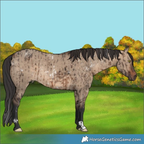 Horse Color:White Spotted Brown Dun Brindle  and Brown Dun Rabicano 