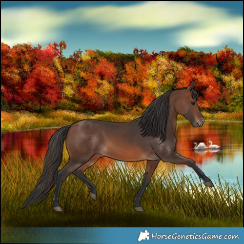Horse Color:Brown 