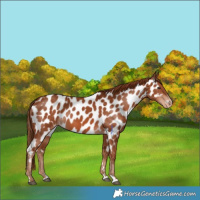 Horse Color:Liver Chestnut Near Leopard 