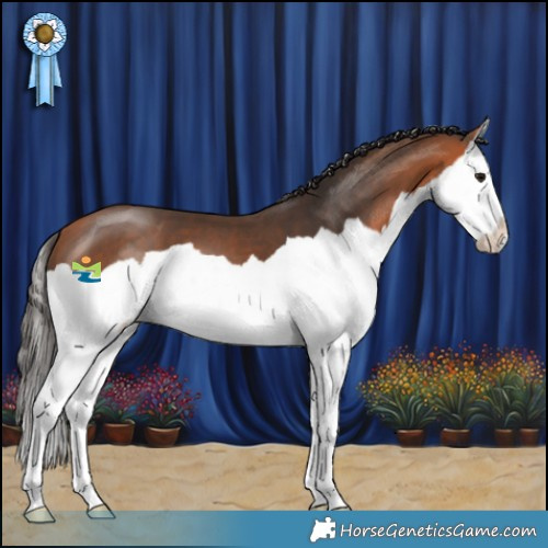 Horse Color:Bay Splash 
