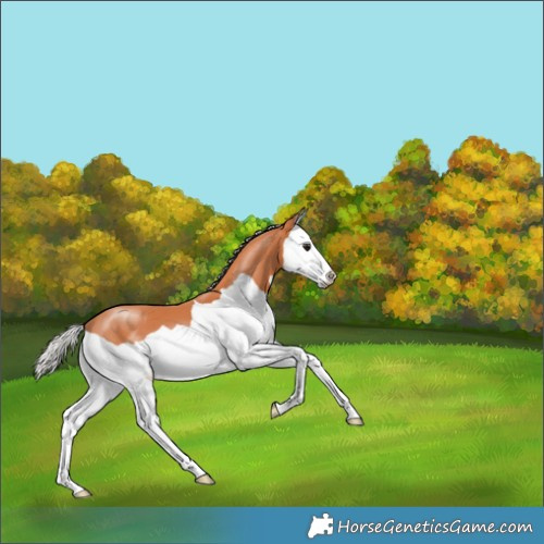 Horse Color:Silver Bay Splash 