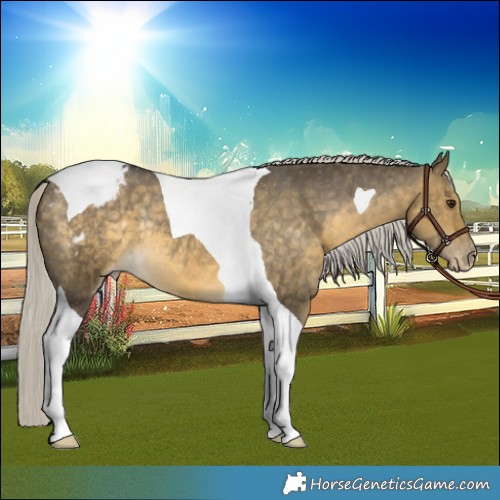 Horse Color:Silver Buckskin Dun Tobiano Appaloosa Rabicano 