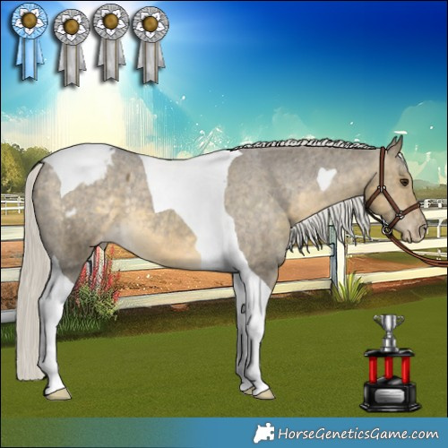 Horse Color:Silver Buckskin Dun Tobiano Appaloosa Rabicano 