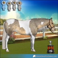 Horse Color:Silver Buckskin Dun Tobiano Appaloosa Rabicano 