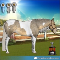 Horse Color:Silver Buckskin Dun Tobiano Appaloosa Rabicano