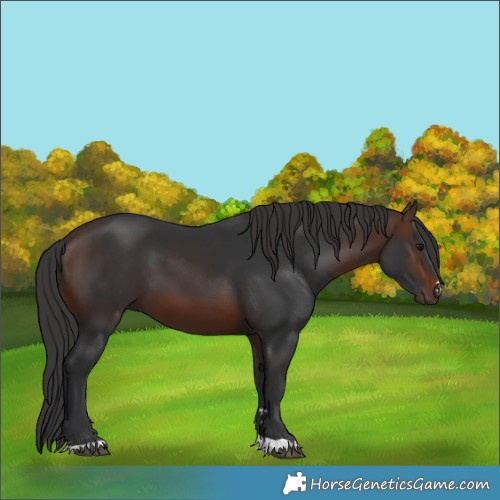 Horse Color:Brown 