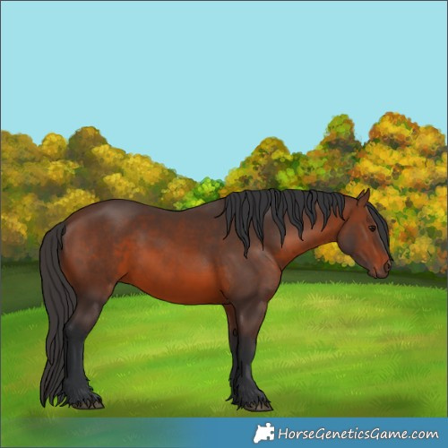 Horse Color:Brown 