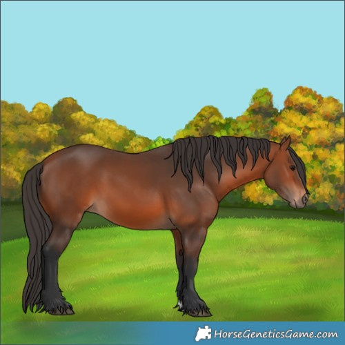 Horse Color:Bay 
