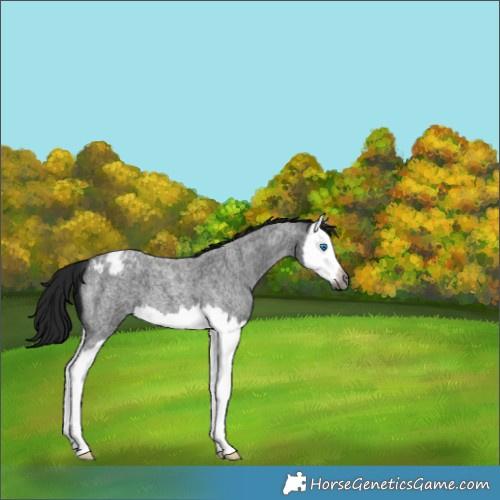 Horse Color:Gray Smoky Blue Roan Splash Appaloosa
