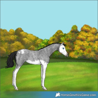 Horse Color:Gray Smoky Blue Roan Splash Appaloosa 