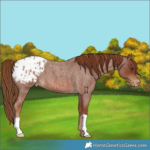 Horse Color:Red Roan Appaloosa 