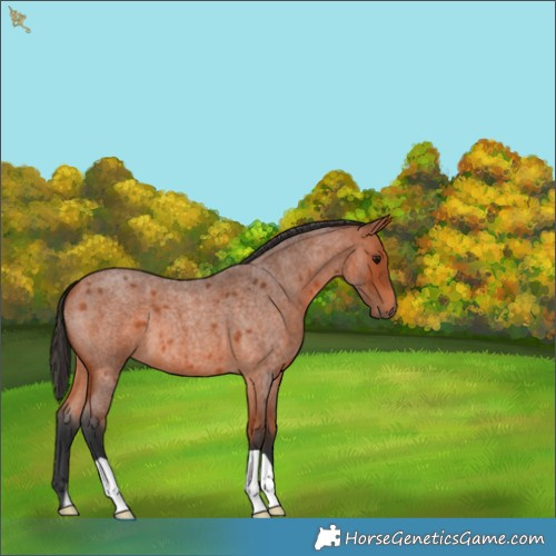 Horse Color:Bay Roan 