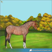Horse Color:Bay Roan 