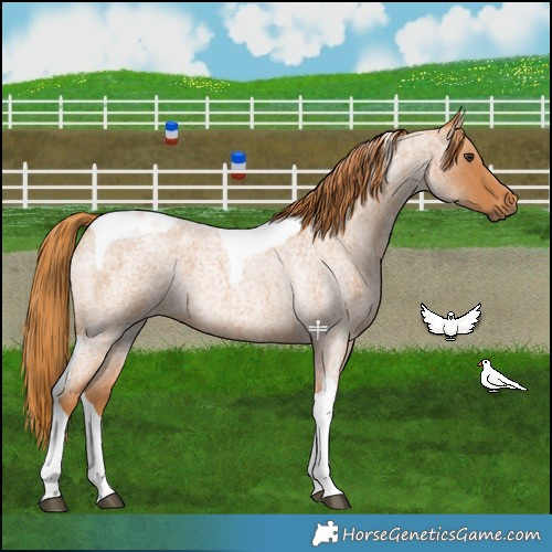 Horse Color:Red Roan Tobiano 