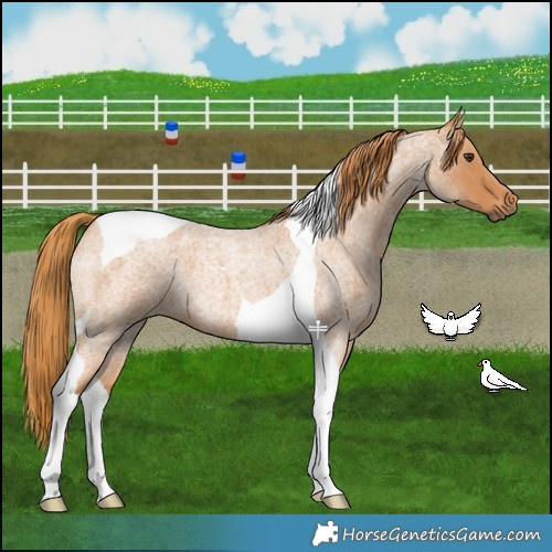 Horse Color:Red Roan Tobiano 