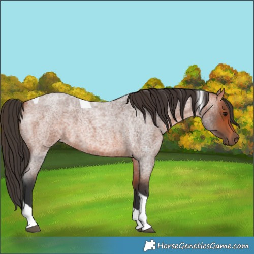 Horse Color:Bay Roan Tobiano 