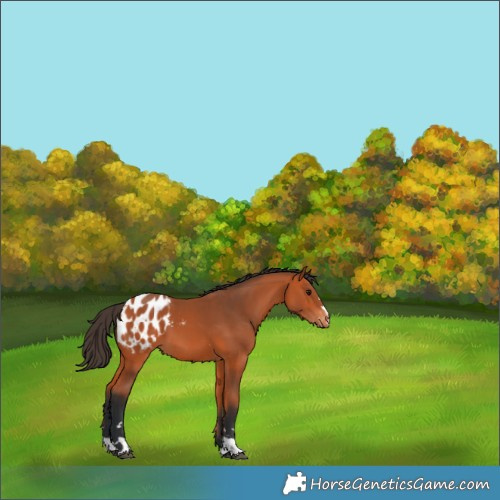 Horse Color:Bay Appaloosa 