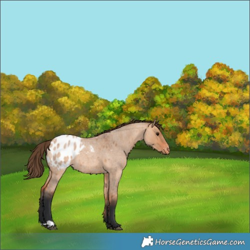 Horse Color:Bay Roan Dun Appaloosa 