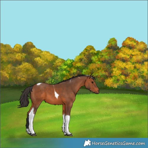 Horse Color:Bay Tobiano 