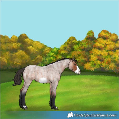 Horse Color:Bay Roan Frame 