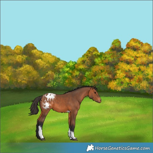 Horse Color:Bay Tobiano Blanket 
