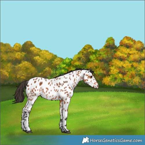Horse Color:Bay Appaloosa 
