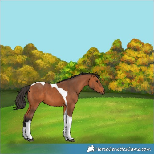 Horse Color:Bay Tobiano 
