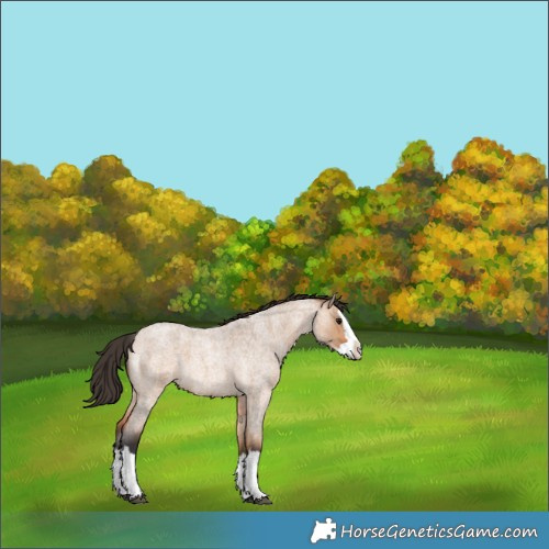 Horse Color:Bay Roan Dun Splash 