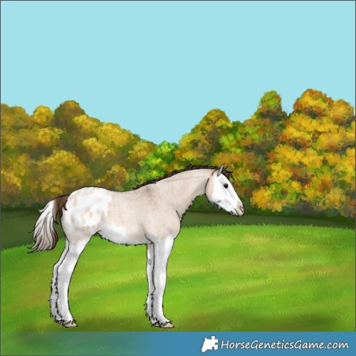 Horse Color:Bay Roan Dun Splash Appaloosa 
