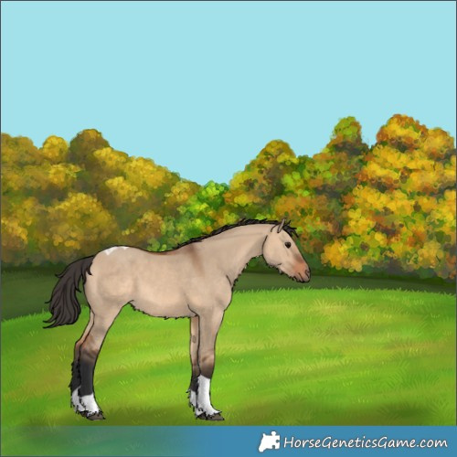 Horse Color:Bay Dun Tobiano 
