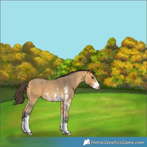 Horse Color:Buckskin Sabino 