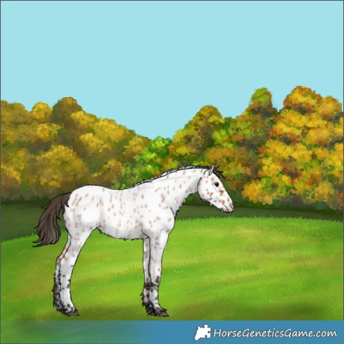 Horse Color:Bay Roan Appaloosa 