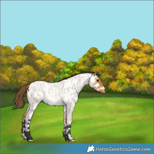 Horse Color:Buckskin Roan Appaloosa 