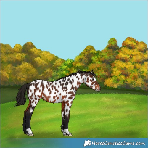 Horse Color:Gray Bay Appaloosa Rabicano 