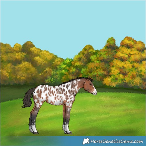 Horse Color:Bay Sabino Appaloosa Rabicano 