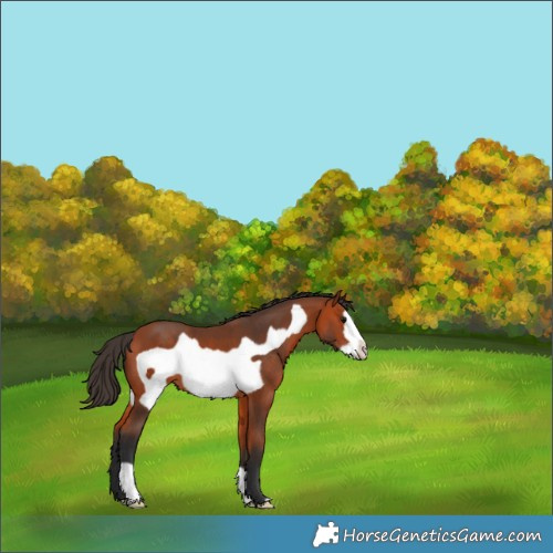 Horse Color:Bay Frame 