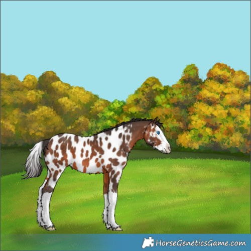 Horse Color:Brown Splash Appaloosa 