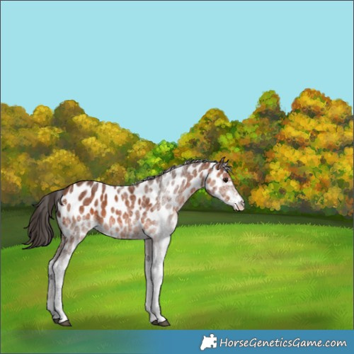 Horse Color:White Spotted Bay Near Leopard 