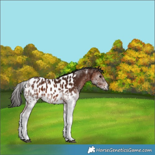 Horse Color:Gray White Spotted Bay Near Leopard 